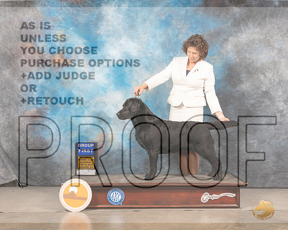 Labrador Retriever #37 Sat G1 Judge Gary AndersenMMJ_4744_Mdlnd2022_HR3