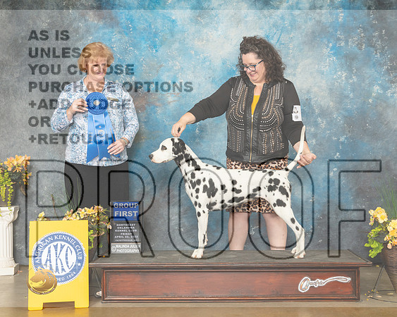 Dalmatian #8 Fri G1 Judge Betty Pollock-MMJ_9978-NWARK2022-HR3