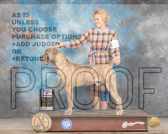 Cane Corso #15 Fri BOWWD Judge Donnelle RichardsMMJ_3402_Mdlnd2022_HR3