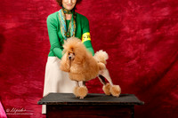 Poodle Shelly Koch