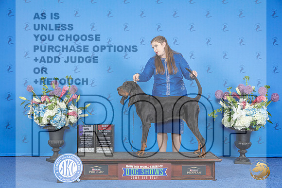 Black and Tan Coonhound #12 WED WB BOS M Judge Barbara Scherer r__JP_0227_Houston_2024_HR3