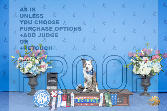 Border Collie SUN ATT FD__JP_0873_Houston_2024_HR3