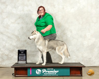 Siberian Husky #426 Fri BOB Judge Jeanne Heger
