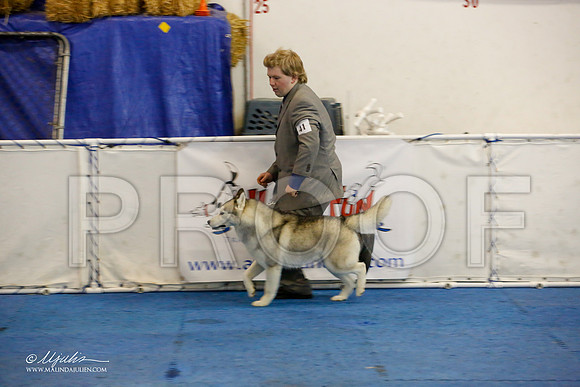 _M3_0031-AddisonHuskyMar2015-HR3