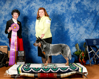 Australian Cattle Dog #45 BISS +A3
