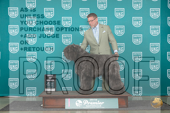 Bouvier des Flandres Fri #840 BOB Judge Stanley Matsumoto__JP_2145_Premier_2024_HR3