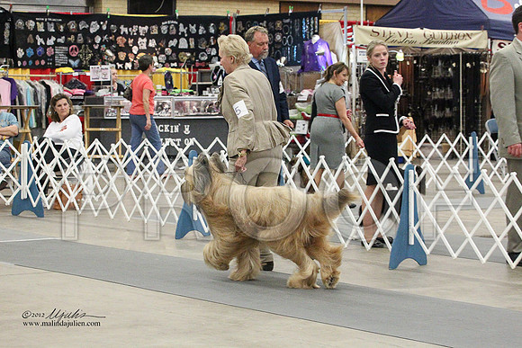 Briard-0770LR