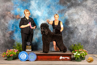 Poodle Std #14 Sun WB Judge Cindy Lane