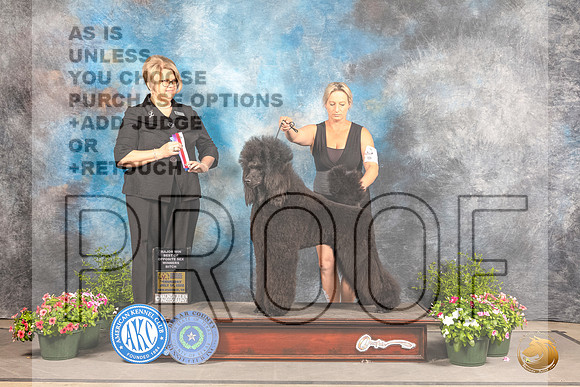 Poodle Std #14 Sun WB Judge Cindy LanePoodle Std #14 Sun WB Judge Cindy Lane_MJ_1179_SA_2022_HR3_SA_2022_HR3
