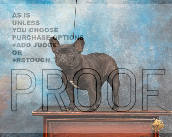 French Bulldog #32 Fri CustomMMJ_3289_Mdlnd2022_HR3