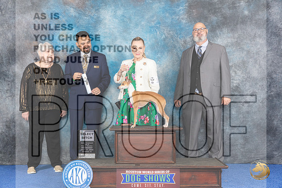Italian Greyhound #12 WED SB Judge Joao Machado__JP_6638_Houston_2024_HR3