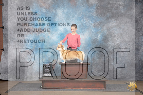Pembroke Welsh Corgi #322 Sat NGCh Judge Brenda Landers__JP_2734_LongviewTX_2024_HR3