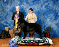 Belgian Sheepdog #25 Fri BISS +A2