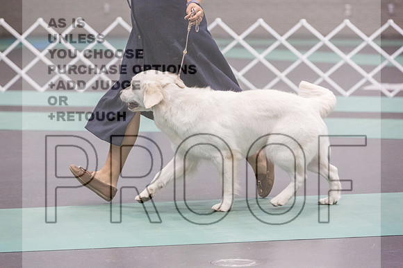 Golden Retriever Rings Fri Ring 1_JJL_5444_UKCLNGVIEWOCT2024_2024_HR3