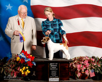 Russell Terrier #7 Sat BOB NCh