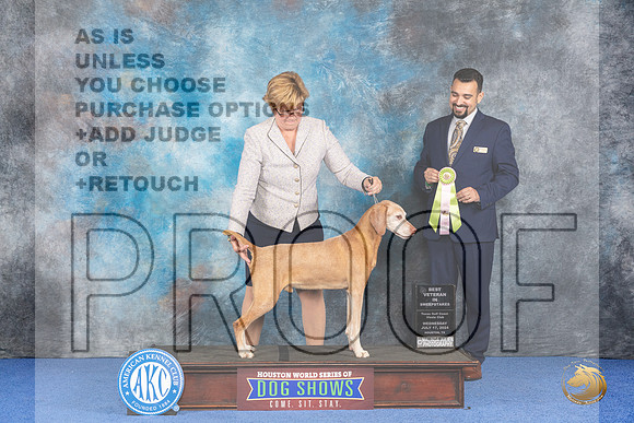 Vizsla #33 Wed BVetSweeps Judge Joao Machado__JP_7439_Houston_2024_HR3