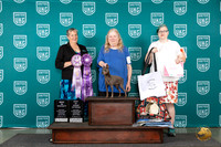 Miniature Pinscher #121 Wed CH Judge Denise Vavla