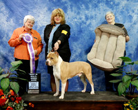 American Pit Bull Terrier Best in Multi-Breed Show Pam Nemec Judge Irma Szabo Fertl
