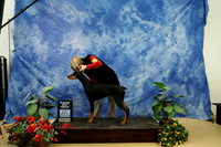Doberman Pinscher Felicity Trammell