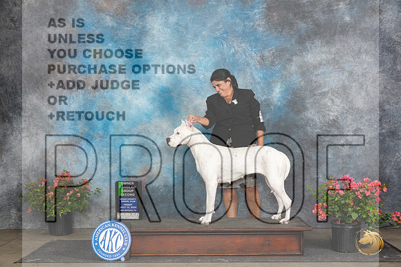 Dogo Argentino #6 Fri OHG2 Judge Paul Willhauck __JP_4539_San Antonio_2024_HR3