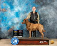 Chesapeake Bay Retriever #5 Fri BOBOHBOB Judge Peggy McIllwaine
