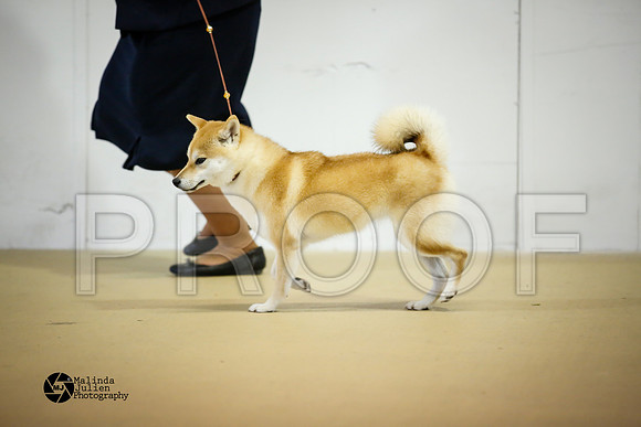 shib-9167-HtoJan14-HR