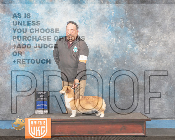 Pembroke Welsh Corgi #203 Sat2 BOW Judge Tracey Kallas_MMJ_6408_Addison2022_HR3