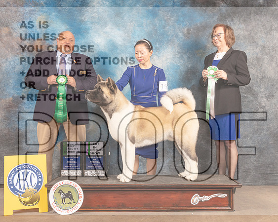 Akita #19 Fri BISweeps BBE Judge Hal Biermann-MMJ_7068-FW2022-HR3