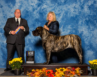 Mastiffs #6 Sat BOB Wesse Cindy Elise Slone Judge Mr Douglass R Holloway Jr