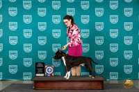 American Pit Bull Terrier #103 Wed BJ Judge Cindy Sanders