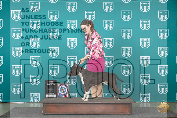 American Pit Bull Terrier #103 Wed BJ Judge Cindy Sanders__JP_0270_Premier_2024_HR3