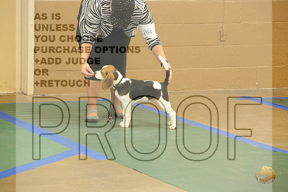 Beagle #264 Ringside Sat_JJL_3932_LongviewTX_2024_HR3