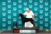 Doberman Pinscher #1266 RCH Judge Lori Sargent