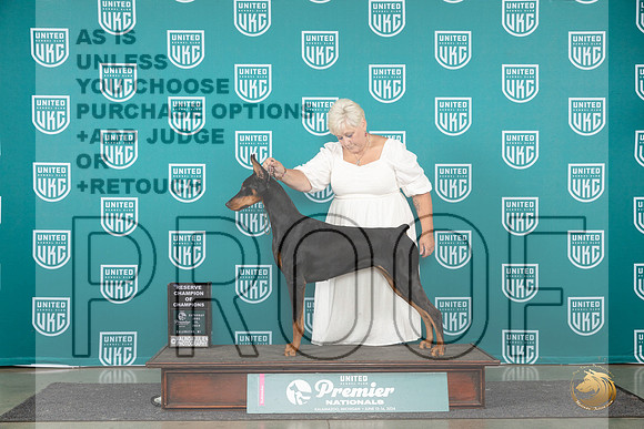 Doberman Pinscher #1266 RCH Judge Lori Sargent__JP_2172_Premier_2024_HR3