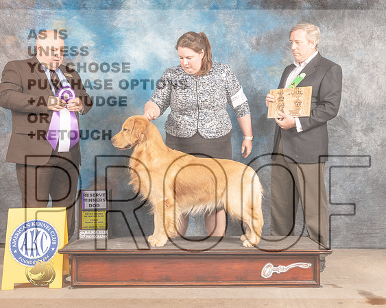 Golden Retriever #69 Fri RWD Judge Gordon Hayburn-MMJ_7476-FW2022-HR3