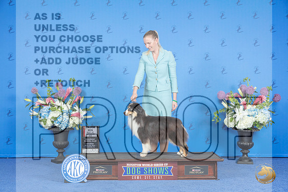 Miniature American Shepherd #26 SAT WB BOS M Judge Jon Cole__JP_0013_Houston_2024_HR3