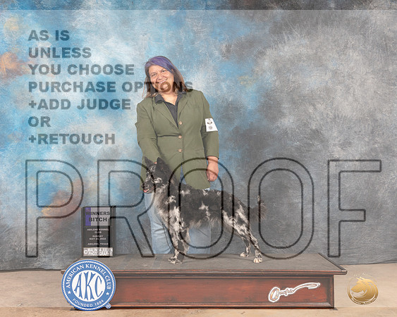 Mudi #6 Sun WB Judge Pat Trotter-MMJ_4863-Abilene2022-HR3