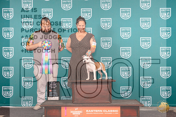 Staffordshire Bull Terrier #402 Sat PBIS Judge William Chrazanowski__JP_2104e_UKCEastern2024_HR3
