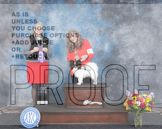 Papillion #5 Fri WD BOW M NCH Judge Chris Ann Moore-_WP_3610e_Houston Toy Show 2025-HR3