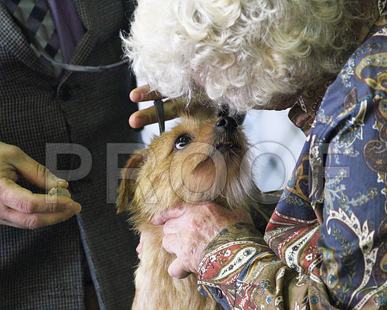 ?Norfolk Terrier - 0023