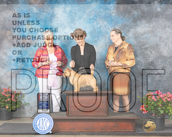 Norwich Terrier #27 Fri BOSS Judge Joan Eckert_JP_4098e_Houston_2024-HR3