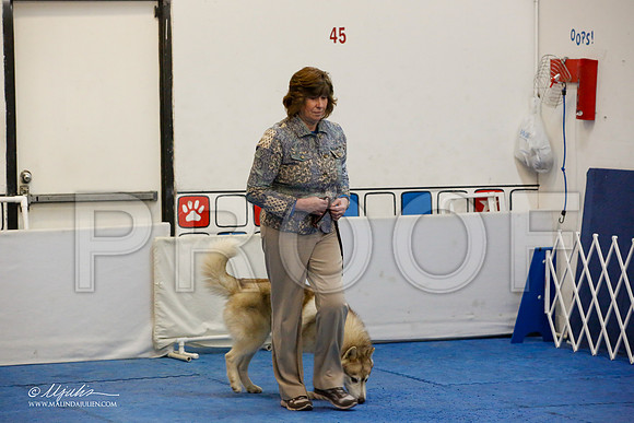 _M3_7551-AddisonHuskyMar2015-HR3