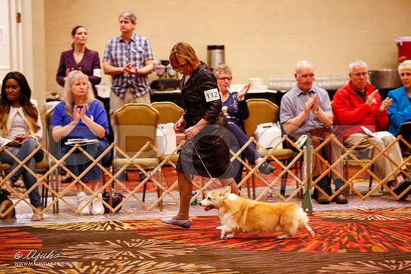 _JJ_0828-HstnCorgiFeb2015-HR3