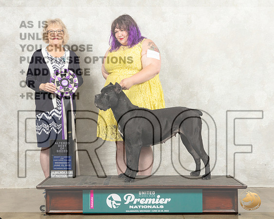 Cane Corso #101 Wed ABOB Judge Kim Caines_MMJ_6904_Premier_2022_HR3