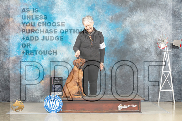 Rhodesian Ridgeback #8 Fri 4to6G1 Judge Alfred Ferrucciaro_MJ_4029_Amarillo_2022_HR3