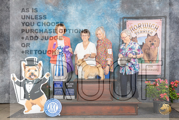 Norwich Terrier #38 Sat WBBOWM Judge Cathy Thompson-Morgan__JP_5382_San Antonio_2024_HR3