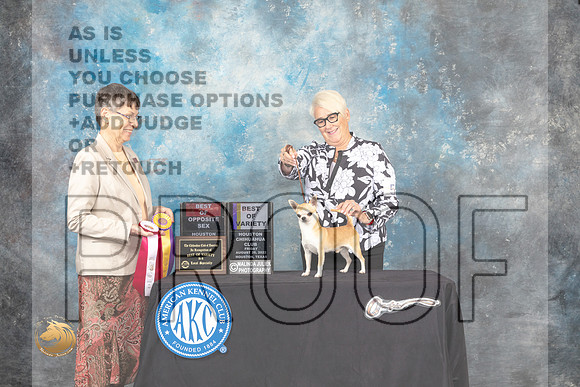 Chihuahua Smooth Coat #5 Fri2 BOVBOS Judge Donna Buxton_MJ_9803e_Hstn Toy_2022_HR3