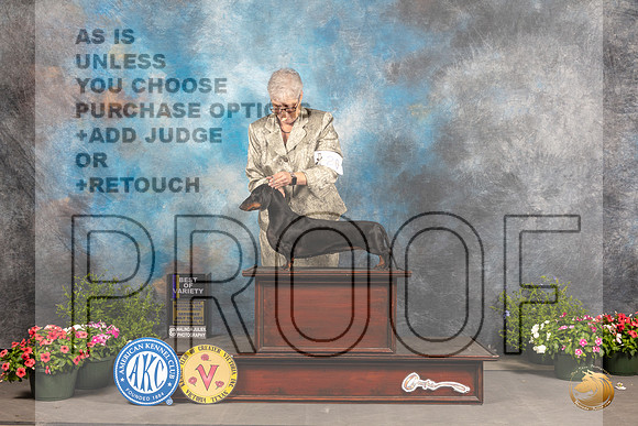 Dachshund Smooth #20 Sat BOV Judge Anne Bolus_MJ_0283_SA_2022_HR3