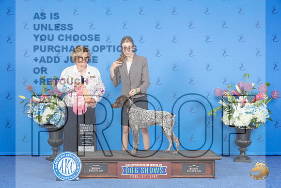 German Shorthaired Pointer #34 SUN RBIS BP Judge Prudence Hlatky__JP_0641_Houston_2024_HR3