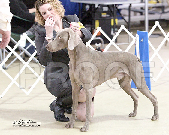 Weim-2676